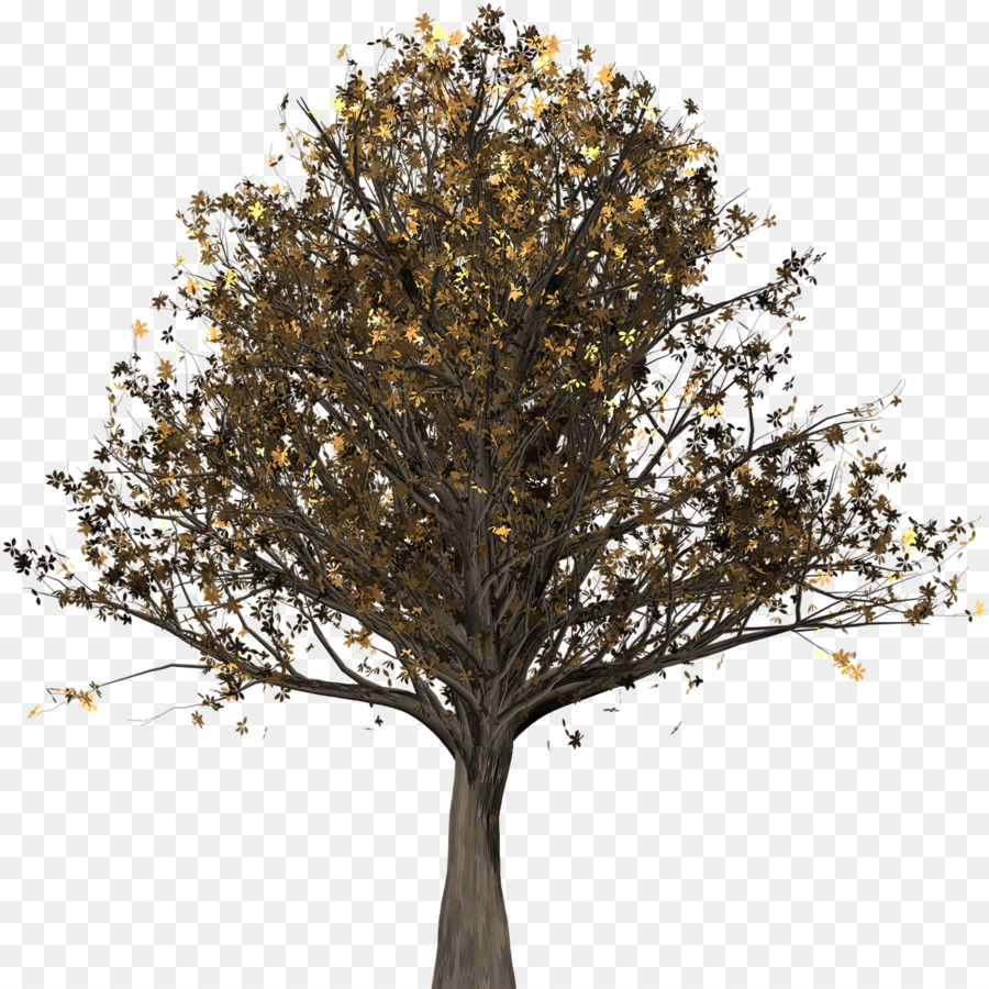 Ağaç，İngilizce Meşe PNG