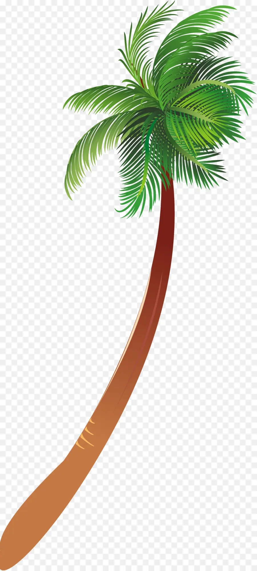 Arecaceae，Bitki PNG