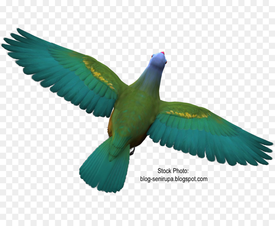 Kuş，Sinekkuşu PNG