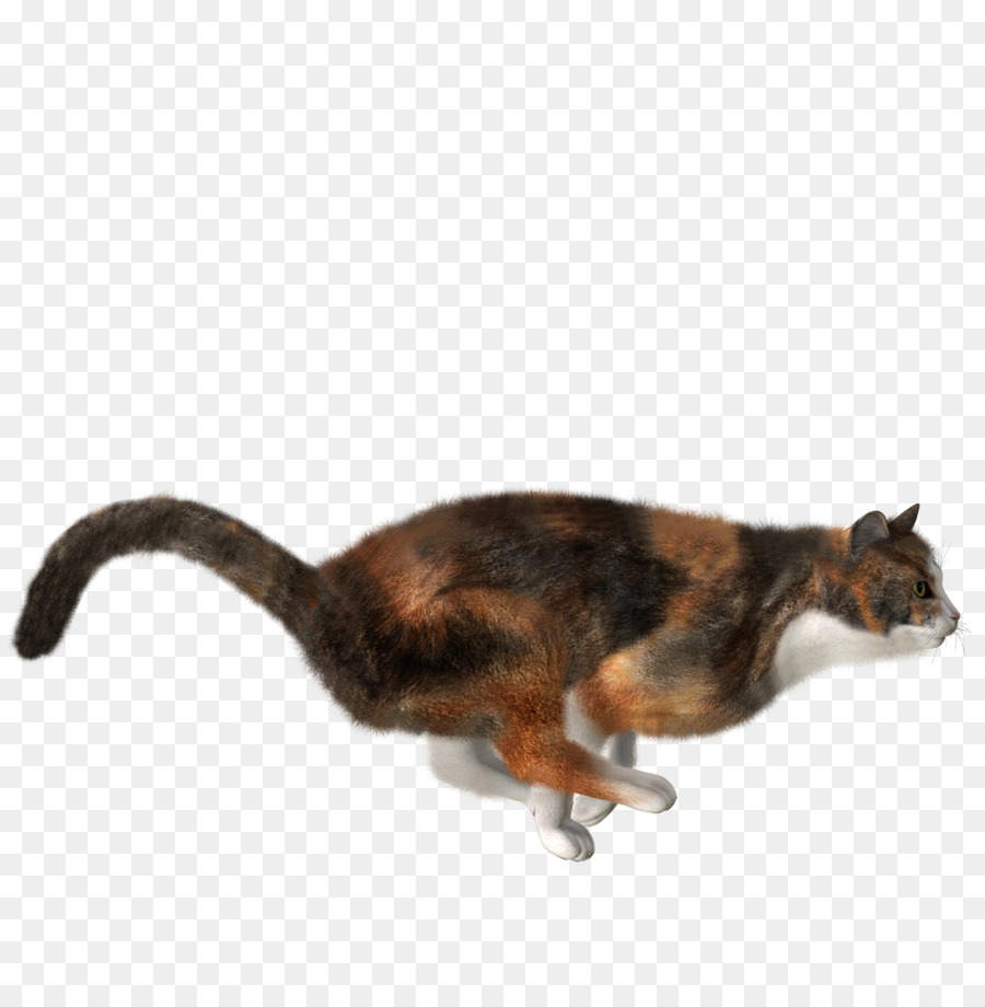 Kedi，Evcil Hayvan PNG