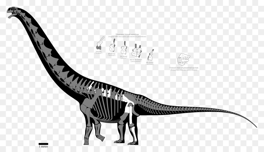 Arjantinosaurus，Puertasaurus PNG