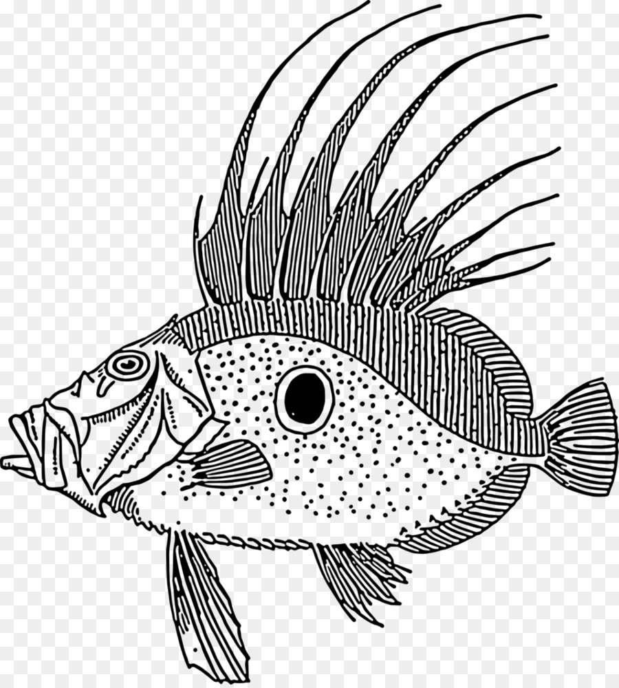 Çizim，Balık PNG