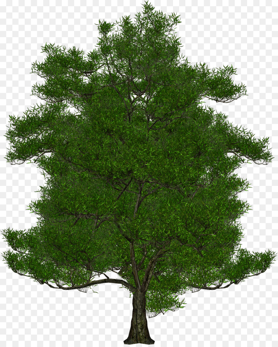Ağaç，Kırpma Yolu PNG