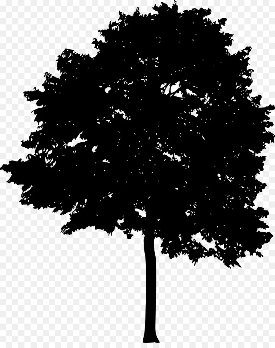 Ağaç，ışık PNG