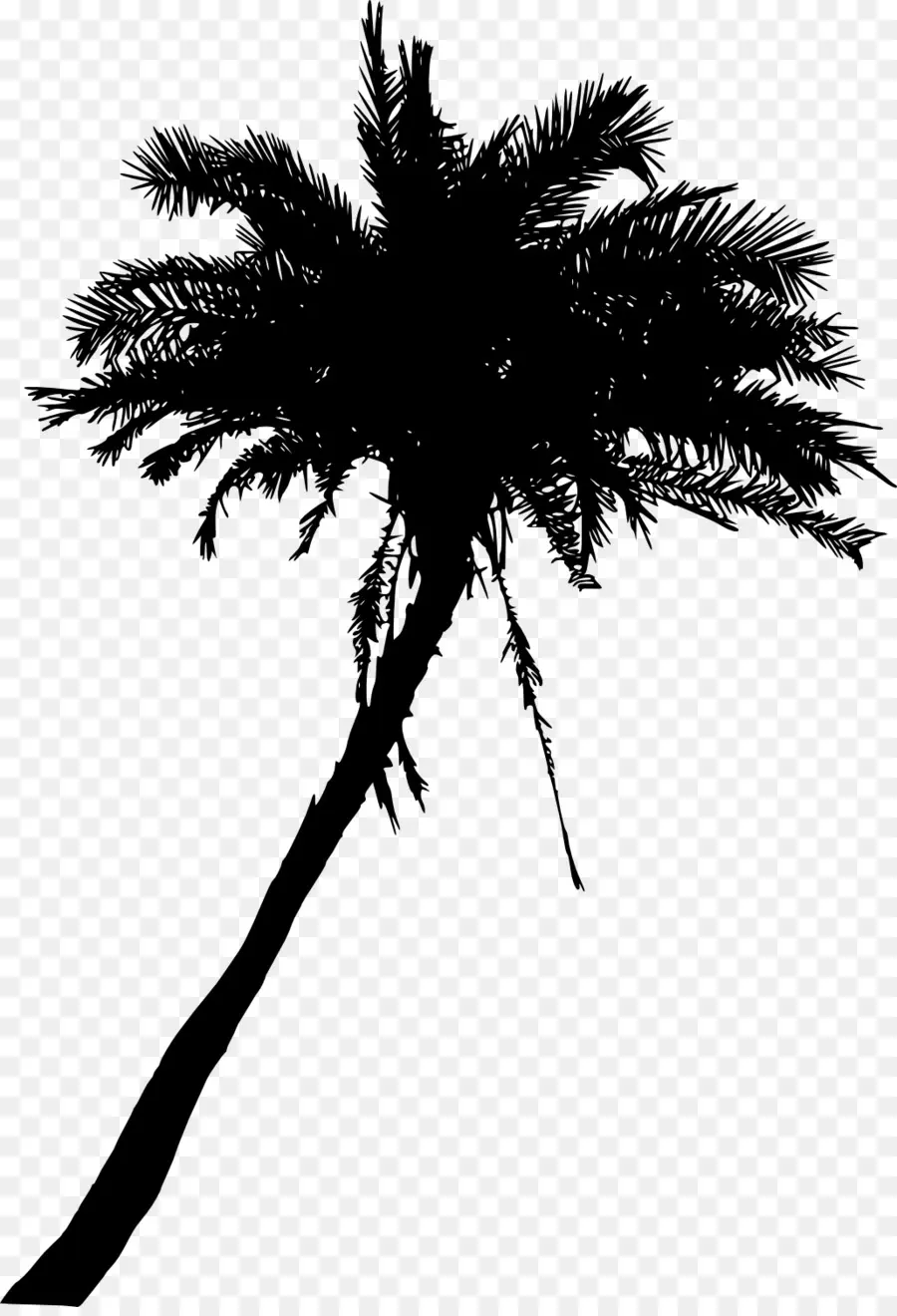 Arecaceae，Ağaç PNG