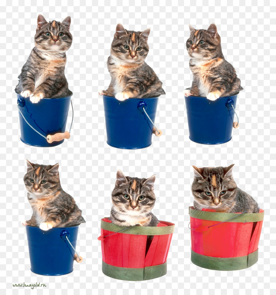 Kedi，Görüntü Dosya Biçimleri PNG