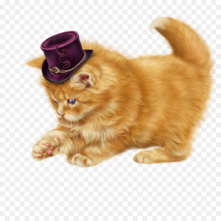 Farsça Kedi，Kedi PNG