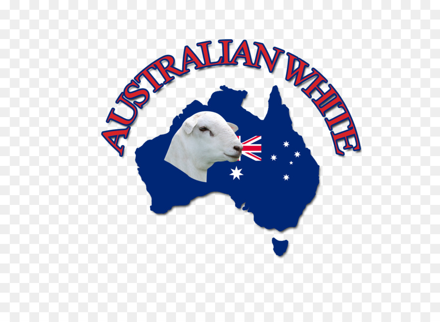 Avustralya Beyaz Koyun，Wiltipoll PNG