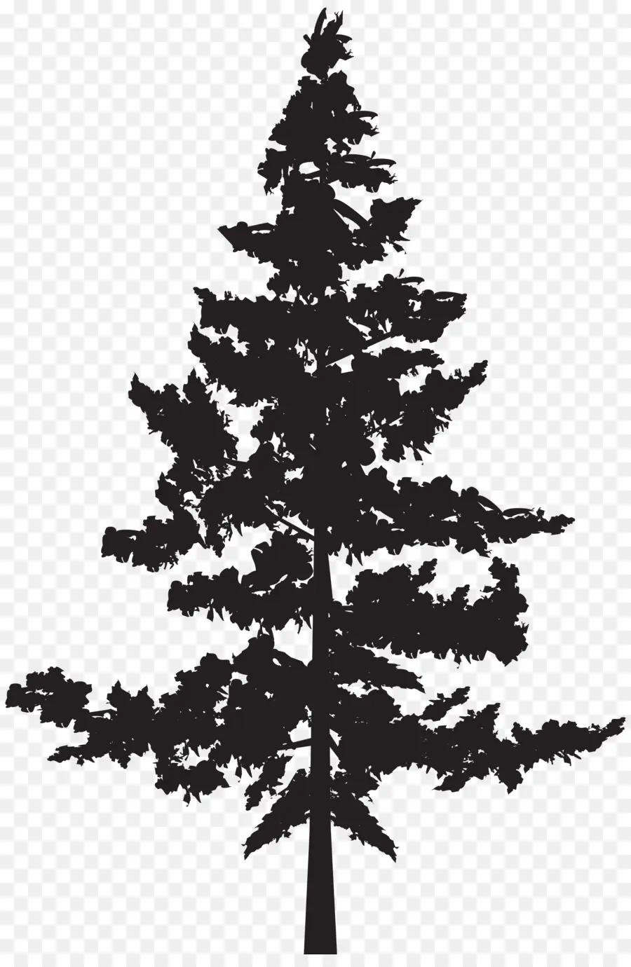 Sedir，Batı Redcedar PNG