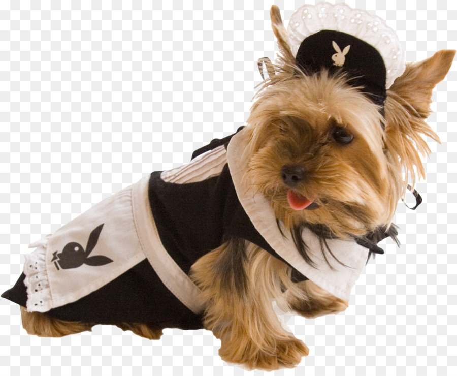 Yorkshire Terrier，Giyim PNG