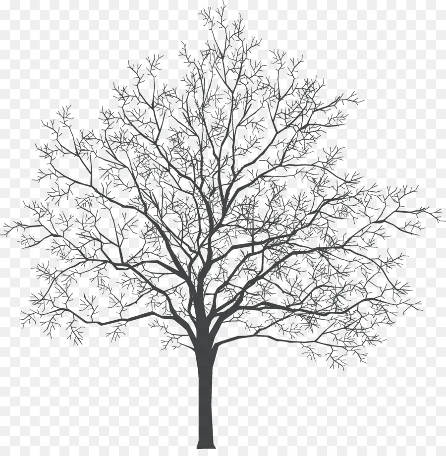 Ağaç，Iç Tasarım Hizmetleri PNG