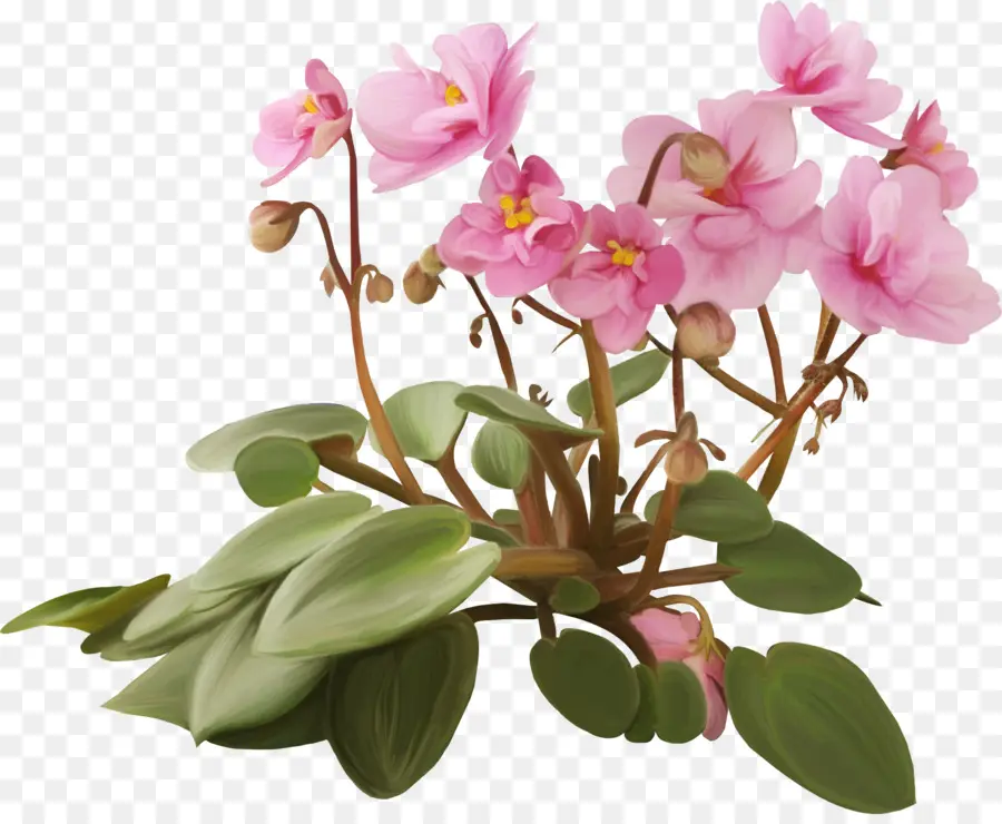 çiçek，Saksı PNG