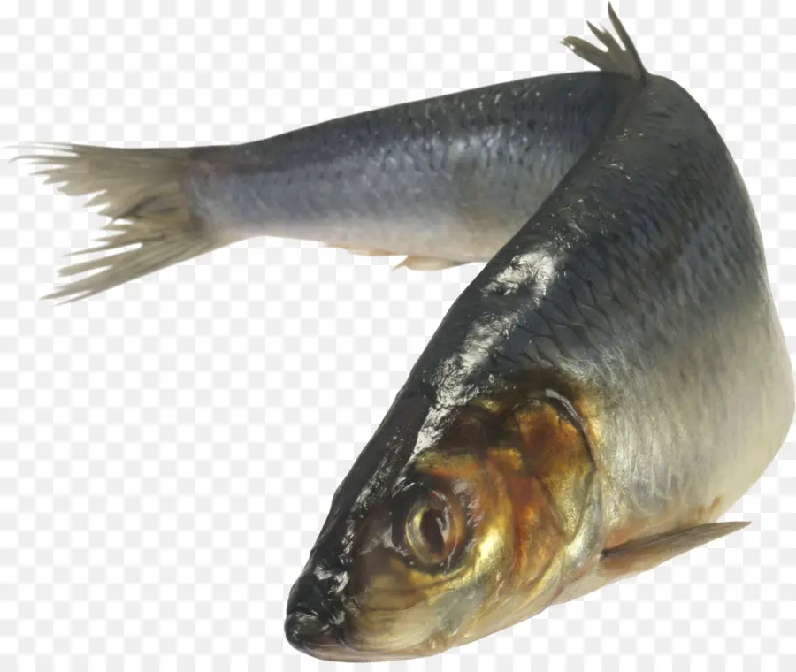 Giyinmiş Ringa Balığı，Balık PNG