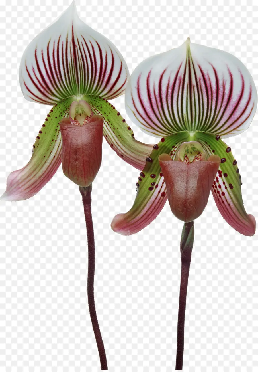 Singapur Orkide，Cypripedium Formosanum PNG
