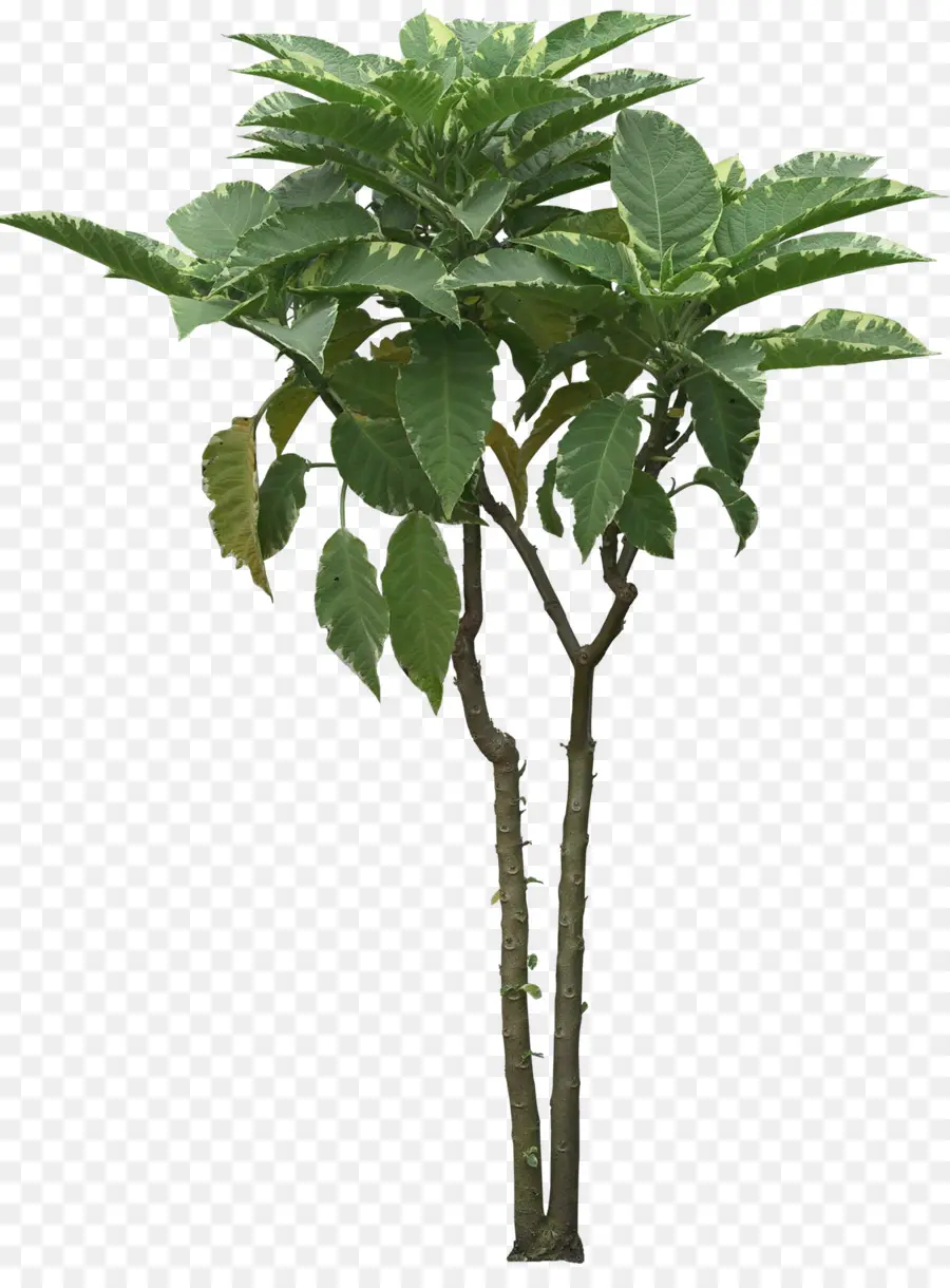 Ağaç，Bonsai PNG