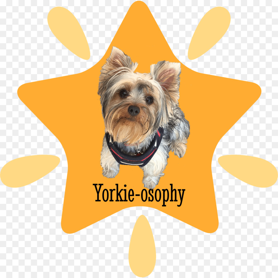 Yorkshire Terrier，Köpek Yavrusu PNG