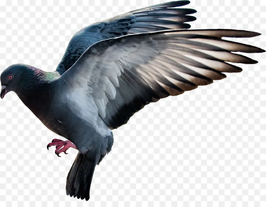 Yerli Güvercin，Columbidae PNG