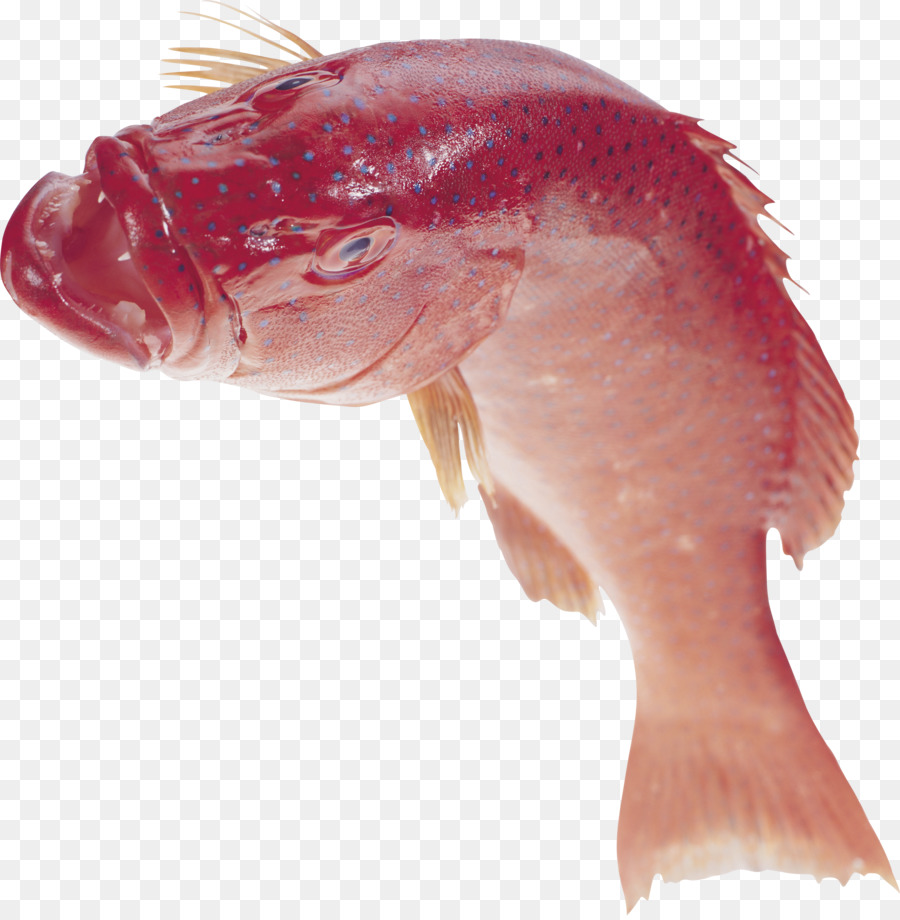 Balık，Balık Pulu PNG