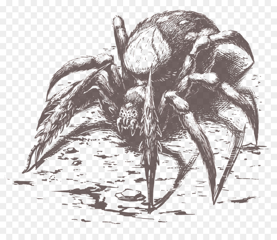 Sonsuzluğun Ayağı，örümcek PNG