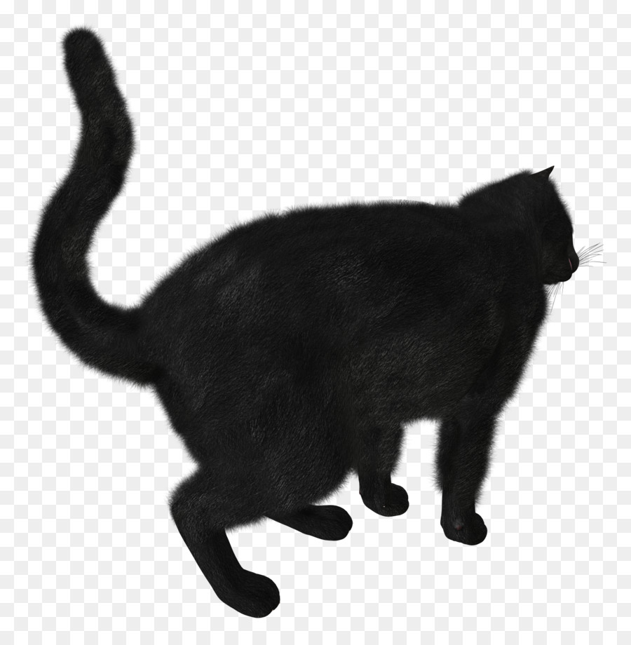 Kara Kedi，Kedi PNG