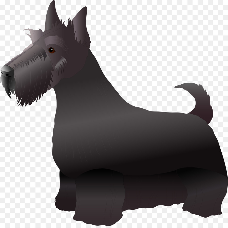 İskoç Terrier，Minyatür Schnauzer PNG