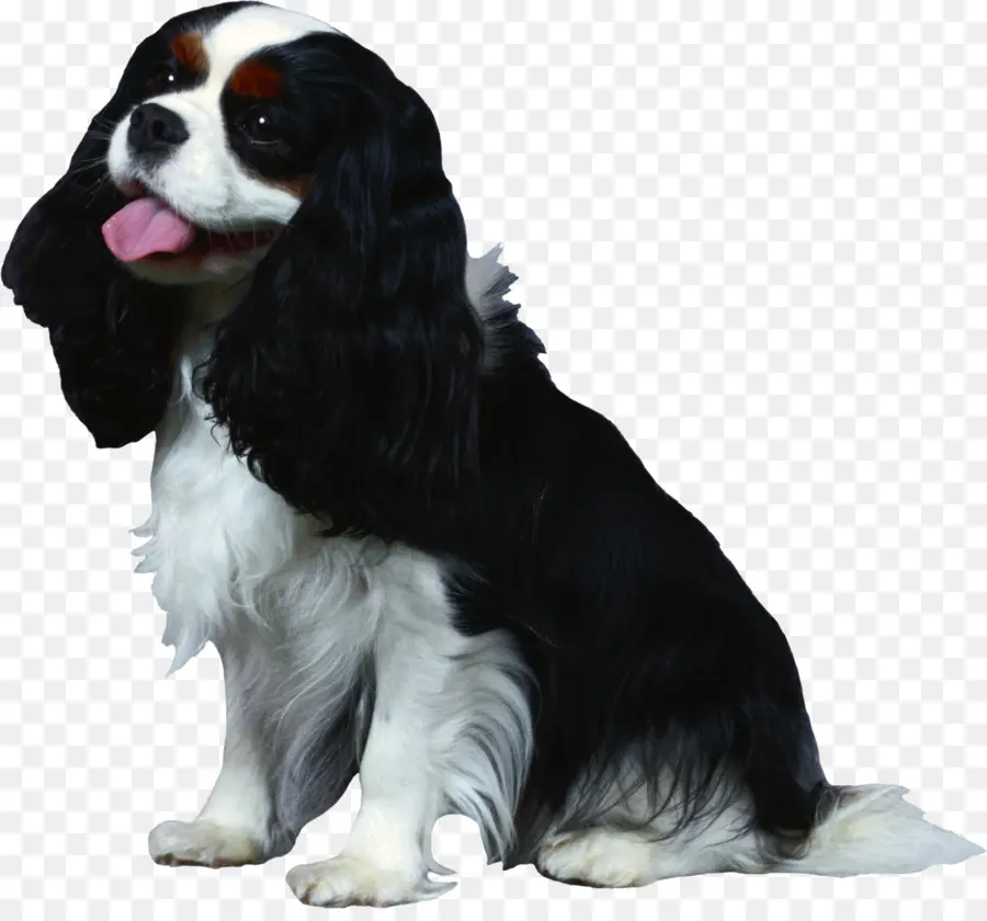 Cavalier King Charles Spaniel，Köpek PNG