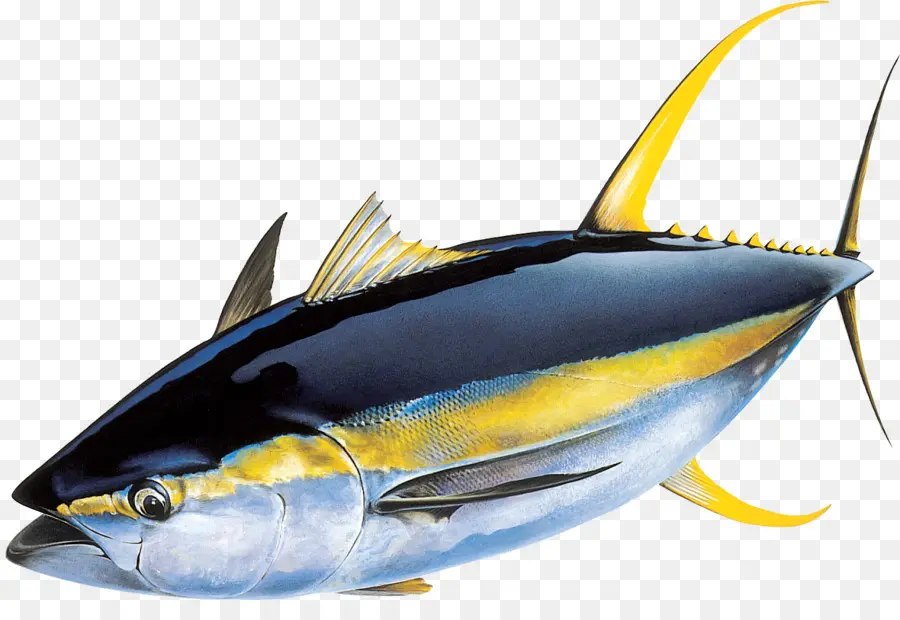 Sarı Yüzgeçli Orkinos，Atlantik Bluefin Ton Balığı PNG