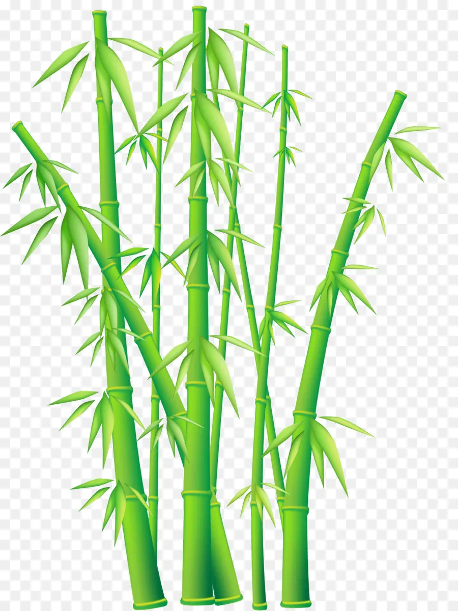 Bambusoideae，Bambu Tekstil PNG