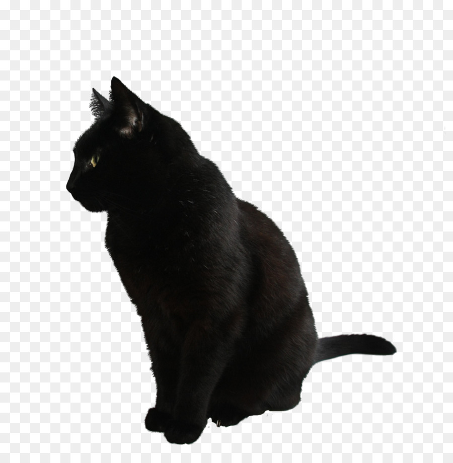 Kara Kedi，Evcil Hayvan PNG