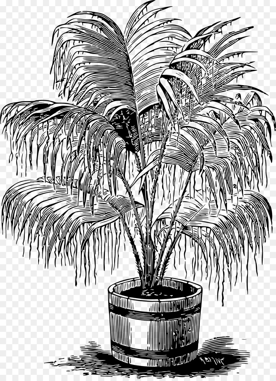Arecaceae，Siyah Beyaz Fotoğraf PNG