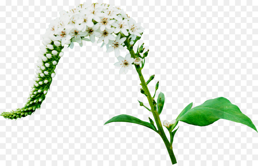 çiçek，Photoscape PNG