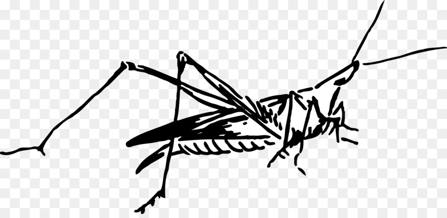 Böcek，Sivrisinek PNG