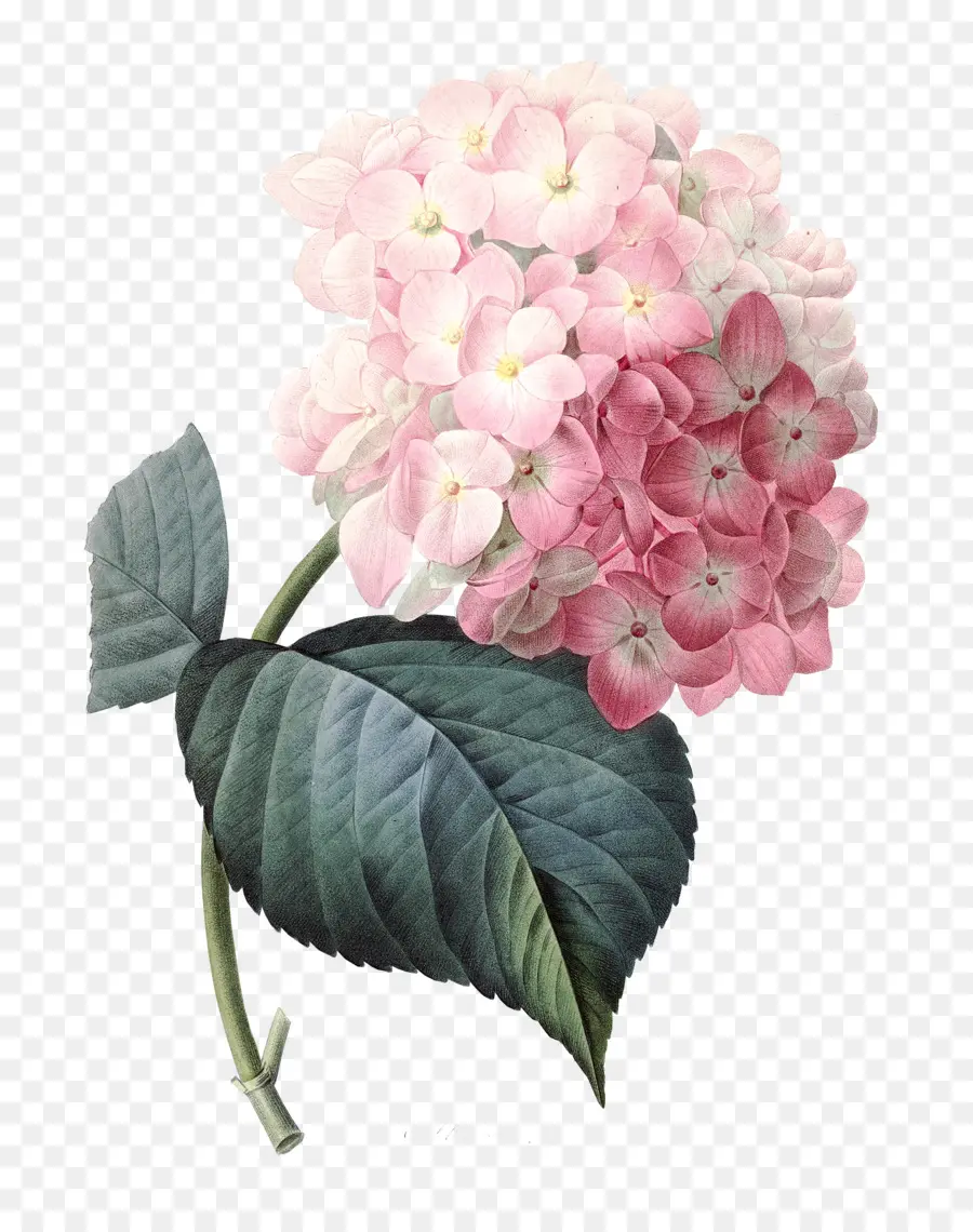Fransız Ortanca，Pembe çiçekler PNG