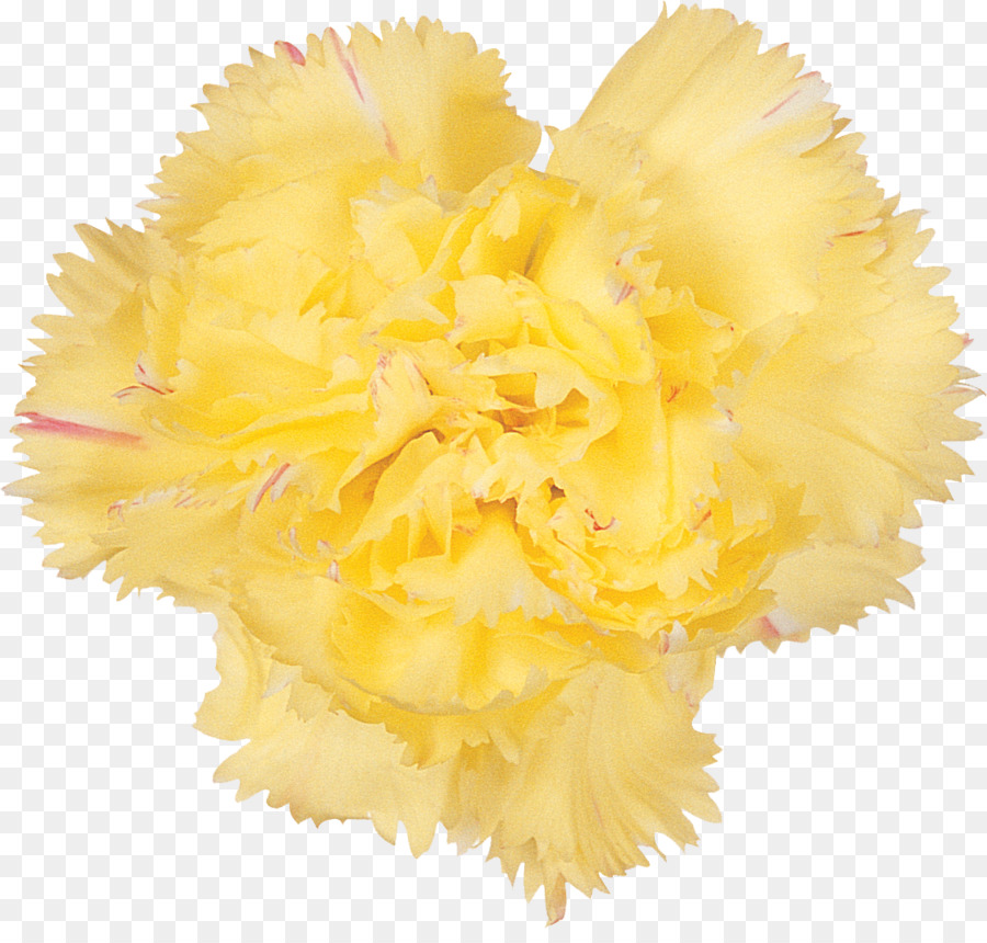 çiçek，Çiçek Kesmek PNG