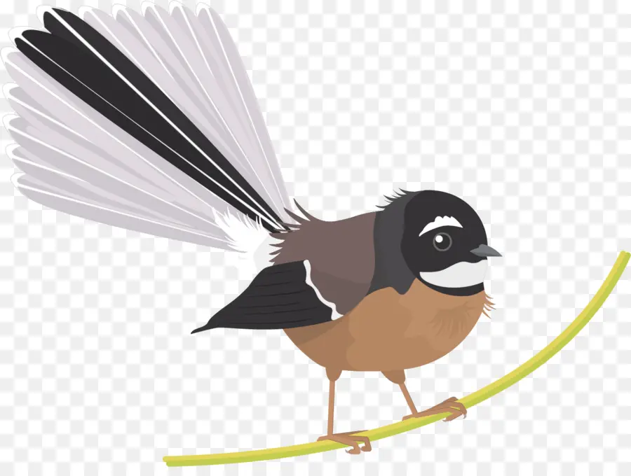 Yeni Zelanda Fantail，Kuş PNG