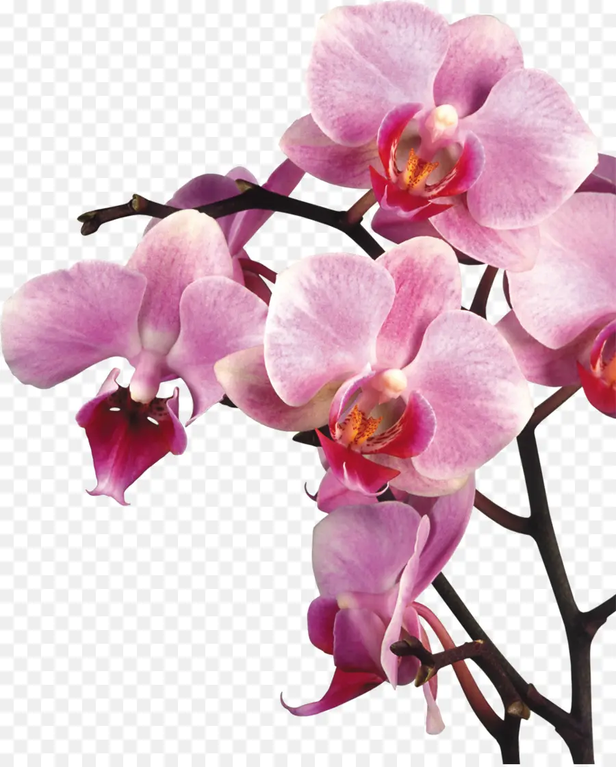 Orkide，Masaüstü Duvar Kağıdı PNG