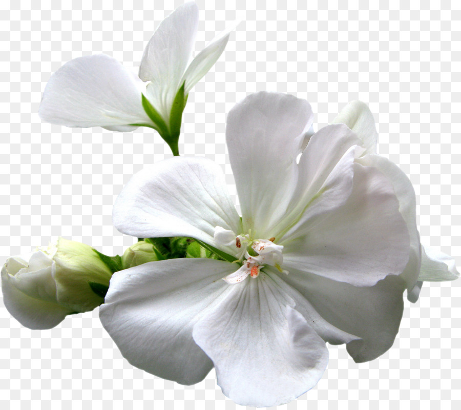 çiçek，Indir PNG