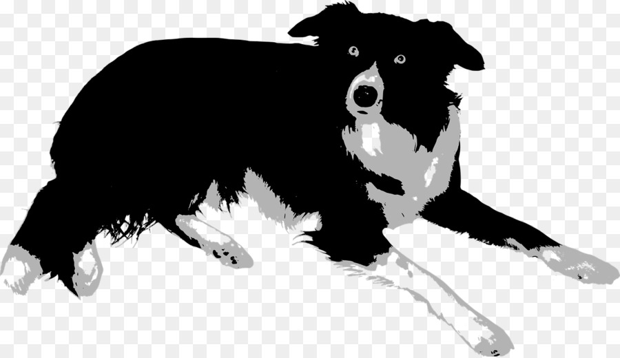 Sınır Collie，Kaba Collie PNG