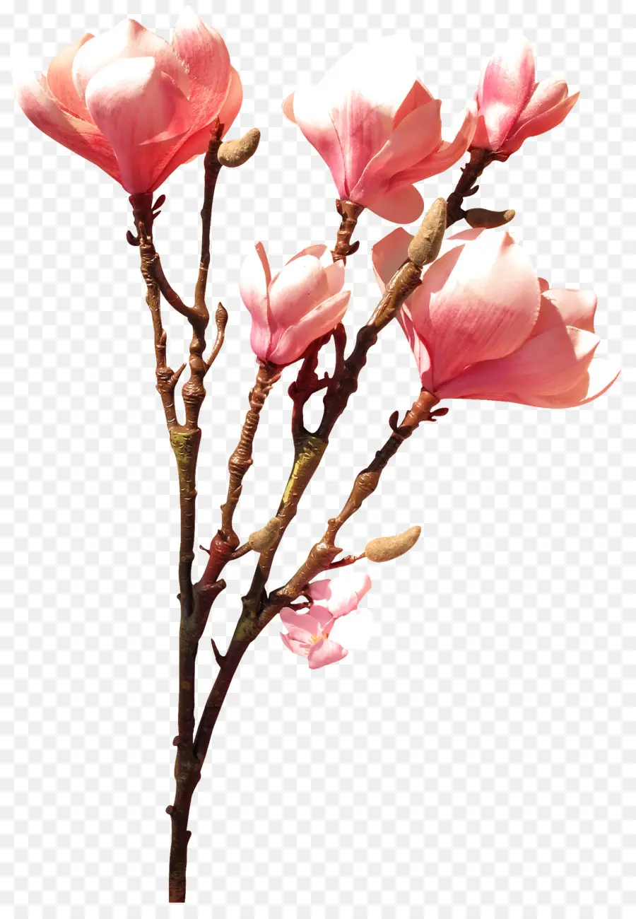 Gül，çiçek PNG