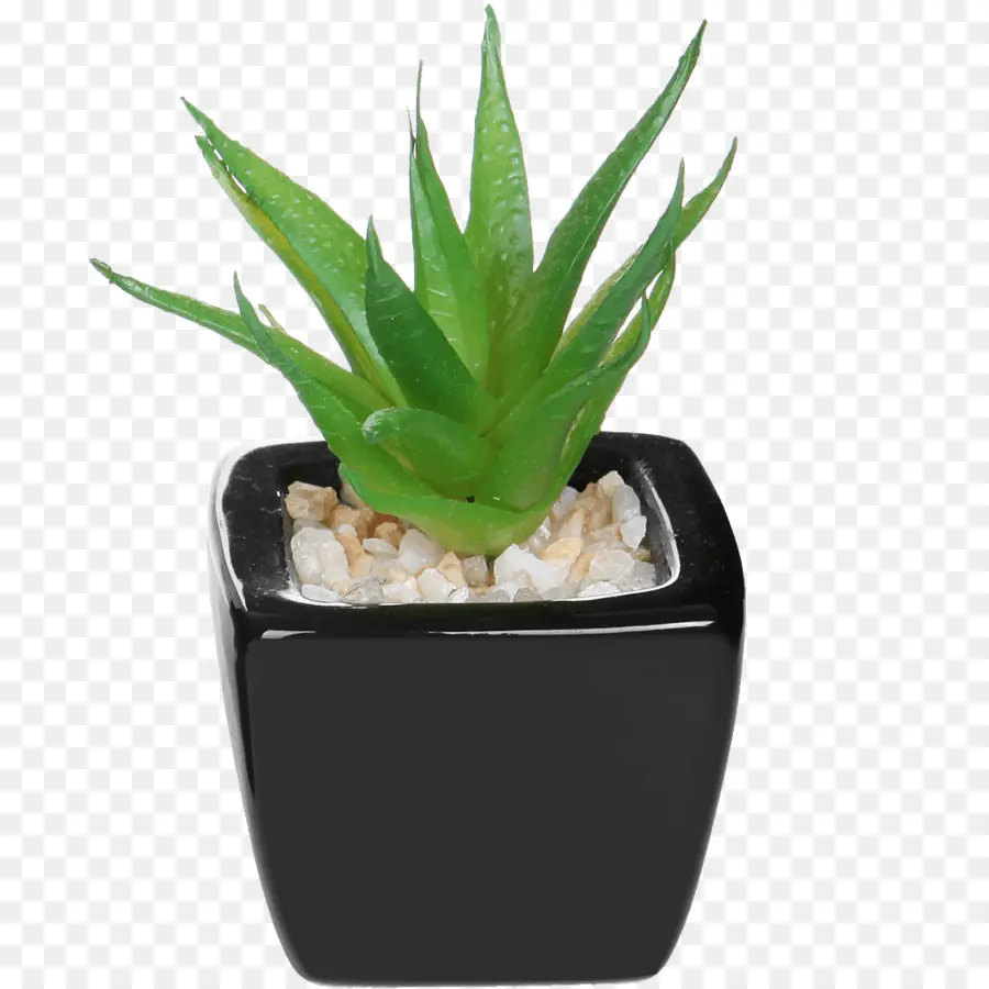 Aloe Bitkisi，Etli PNG