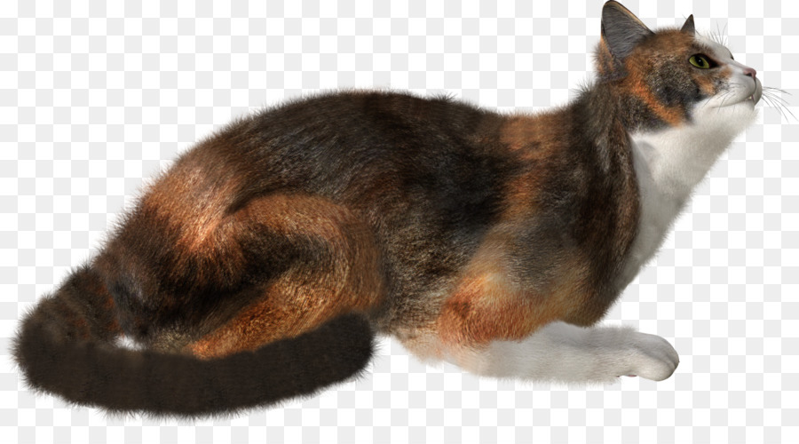 Kedi，Evcil Hayvan PNG