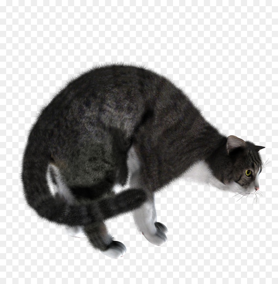 Kedi，Indir PNG