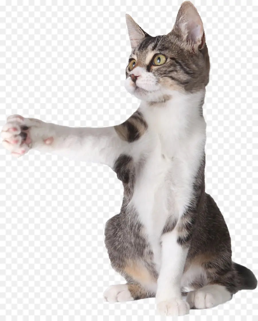 Gri Yavru Kedi，Kedi PNG