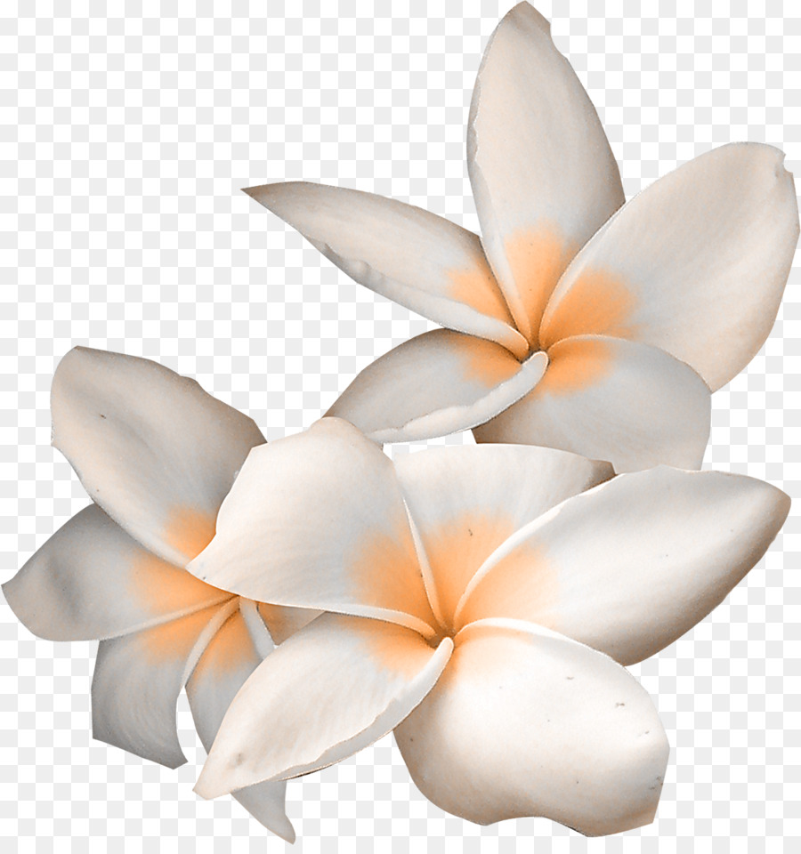 çiçek，Kayıpsız Sıkıştırma PNG