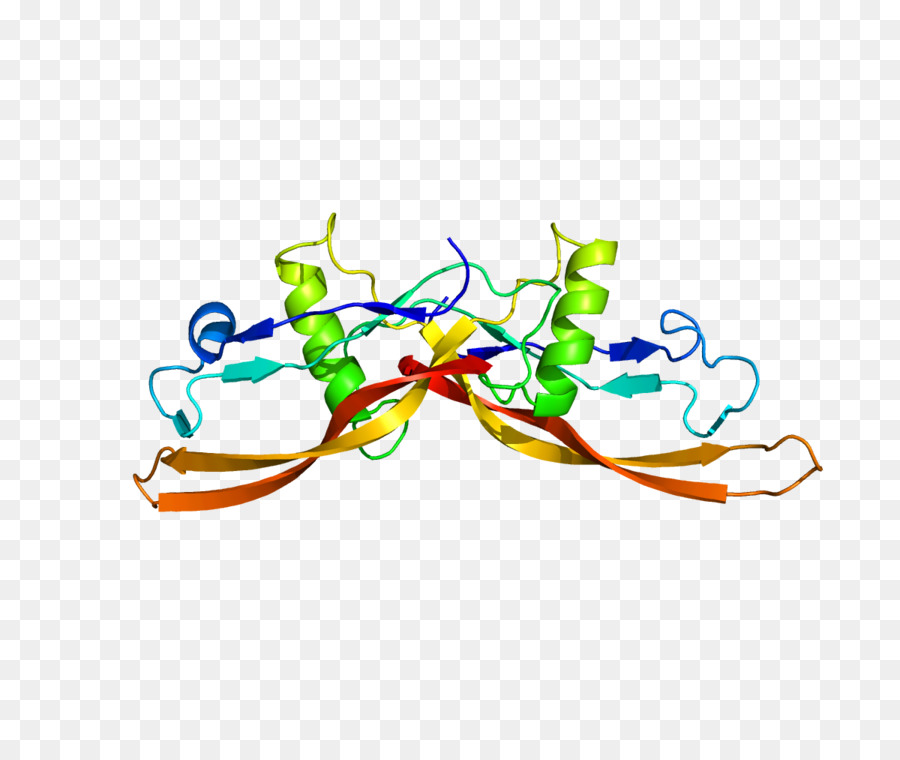 Kemik Morfogenetik Protein，Kemik Morfogenetik Protein 2 PNG
