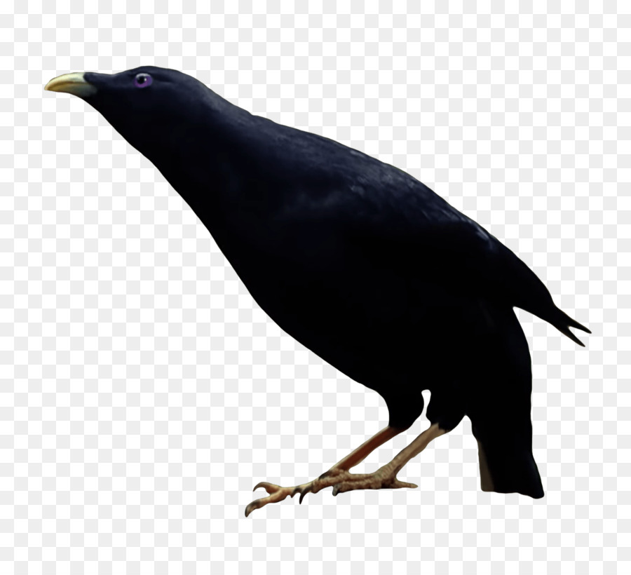 Yeni Kaledonian Crow，Amerikan Karga PNG