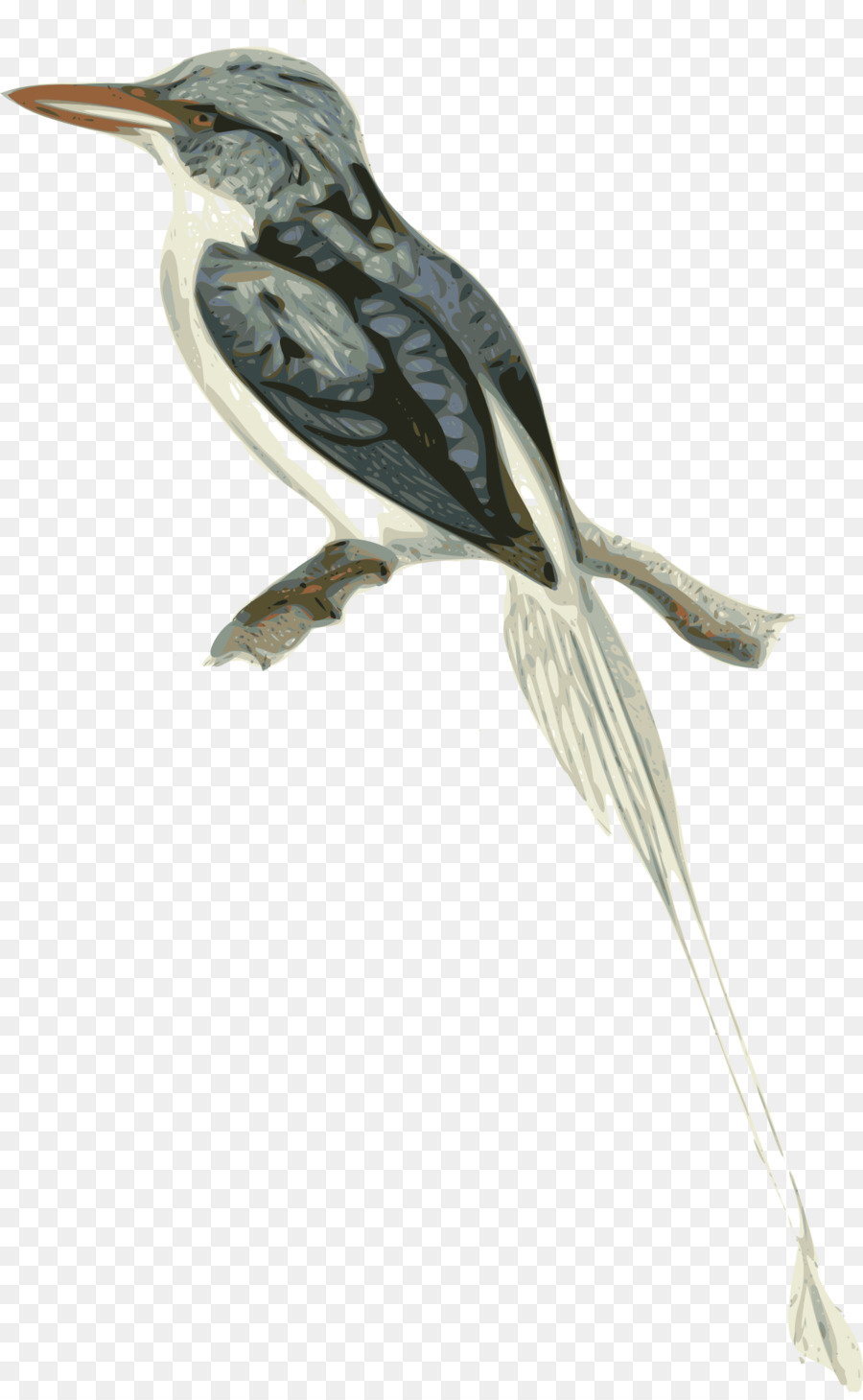 Biak Cennet Kingfisher，Yalıçapkını PNG
