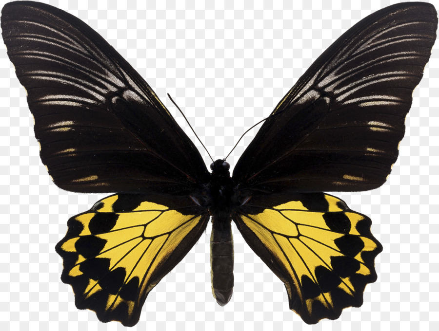 Kelebek，Trogonoptera Brookiana PNG