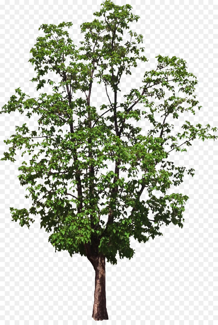 Ağaç，Bilgisayar Yazılım PNG