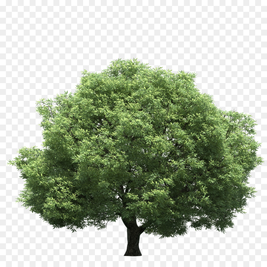 Ağaç，Stok Fotoğraf PNG
